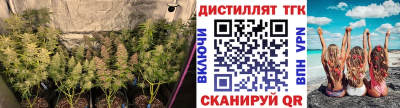 ТГК Wax  Камышлов 